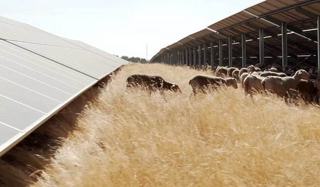 Iberdrola, 스페인의 1.6GW PV 모듈 조립 공장에 대한 EU 자금 조달 모색